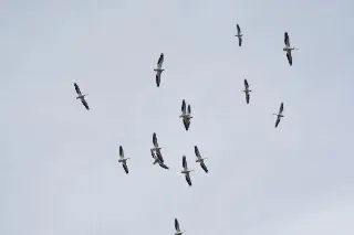 veracruz