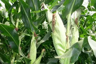 Conoce la importancia de la sanidad vegetal y sus beneficios 
