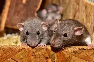 México emite aviso epidemiológico por brote multinacional de hantavirus