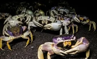 Conapesca fija veda de cangrejo azul en Veracruz 