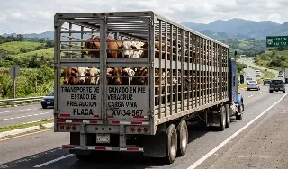 Denuncia presunta red de extorsión en Guardia Nacional ganadero del sur de Veracruz