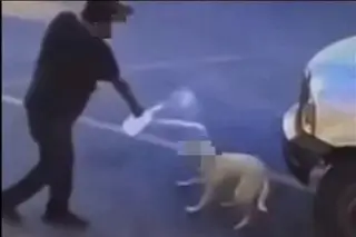 Viralizan agresión con agua caliente contra una perrita en Sonora, esto ocurrió con el agresor (+Video)