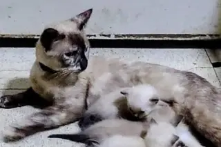 Denuncian envenenamiento de gatitos en Veracruz