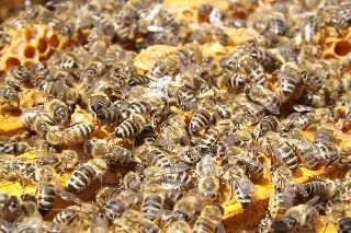 Ataque de abejas: qué hacer para ponerte a salvo