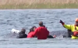 Hallan muerta a la ballena 'Timmy' liberada tras casi 2 meses de estar varada