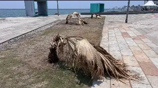 Se secan palmeras en Plaza del Migrante