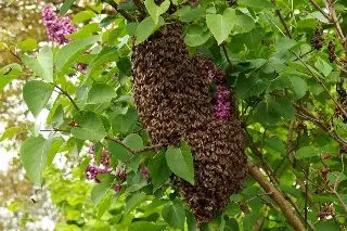 ¿Qué hacer ante un enjambre de abejas? esto dicen expertos