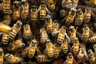 ¿Por qué atacan las abejas? Experta revela qué las pone a la defensiva