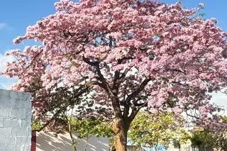 ¿Qué árboles sembrar en Veracruz? Esto dicen expertos 