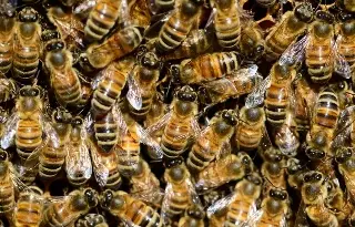 Alertan por temporada de enjambrazon de abejas en Veracruz 