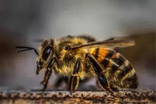 ¿Hay abejas africanas en Veracruz? 