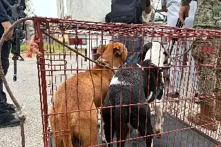 Investigan presunto caso de maltrato animal en Hacienda Sotavento; rescatan a cuatro perros