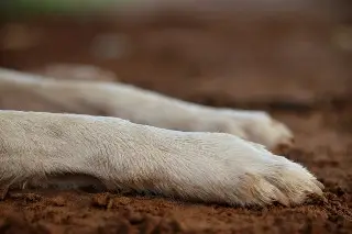 Detienen a presunto responsable de muerte de perrito en fraccionamiento de Veracruz