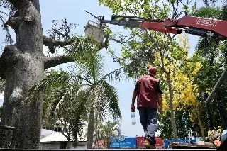 Antigua Ceiba fue retirada de camellón de Veracruz por este motivo