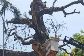 Revelan razón por la que árbol de más de 150 años fue derribado en Veracruz