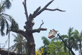 Revisan árboles de Veracruz tras derribe de ceiba de 150 años