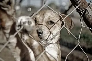 ¿Tu mascota sufrió golpe de calor? Esto puedes hacer
