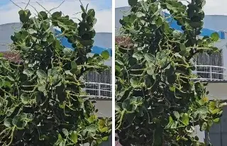 Abejas en zona habitacional y nadie responde: vecinos alertan peligro para niños