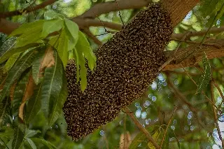 ¿Qué hacer si llegan abejas a tu patio? Esto respondieron ciudadanos (+Video)