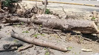 ¿Talarán más árboles en Díaz Mirón? Esto dice la autoridad en Veracruz
