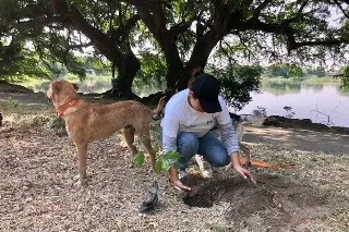 Plantarán miles de árboles en Veracruz, revela alcaldesa