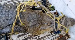 Capturan a cocodrilo en colonia de Tuxpan, Veracruz 