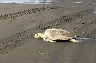 Tortugas marinas regresan a Veracruz: reportan 17 nidos en la zona conurbada