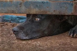 Ayuntamiento de Veracruz recibe hasta 20 denuncias diarias por maltrato animal
