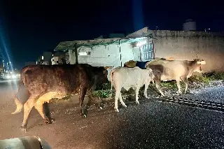 Gusano barrenador sigue siendo un problema; piden reforzar vigilancia ganadera en Veracruz