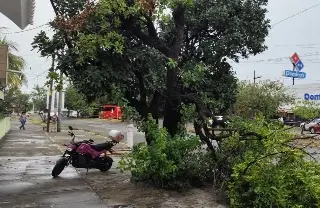 Árboles caídos, autos varados y deslaves deja tormenta eléctrica en Veracruz