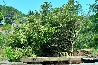 Otro socavón genera caída de árbol en Veracruz