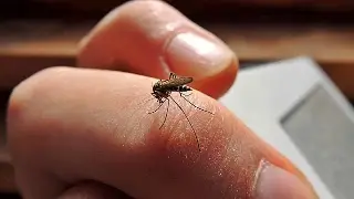 Anuncian vacuna contra el dengue en México; SSA alista campaña de vacunación