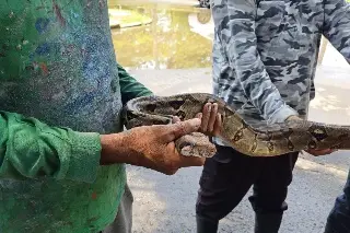 Atrapan culebrón en Veracruz