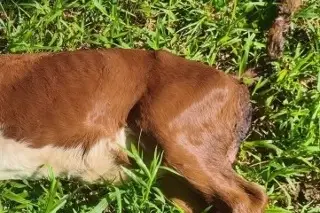 Alertan por muertes de ganado y mascotas por gusano barrenador al norte de Veracruz