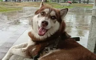 Dictan pensión alimenticia para perro tras divorcio de sus dueños. Esto sucedió