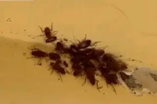 Reportan plaga de cucarachas en Bachilleres de Veracruz 