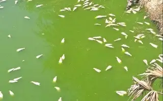 Reportan mortandad de peces en Ozuluama, Veracruz 