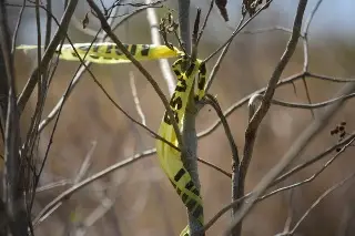 Sólo identifican 40 de casi 500 restos hallados en Colinas de Santa Fe