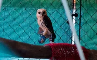 Profepa rescata 5 ejemplares de fauna silvestre en Banderilla, Veracruz; así los encontraron