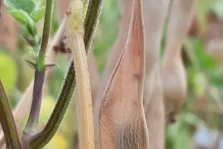 Conoce la historia de la variedad de frijol que desafió al termómetro