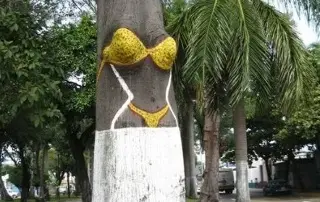 ¿Qué pasará con el árbol del bikini de Veracruz? Esto informan las autoridades
