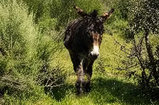 Burro muerde y patea a hombre hasta privarlo de la vida, en localidad de Veracruz