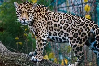 Los sorprendentes secretos del jaguar, el 'rey felino' de América