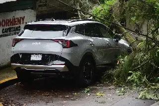 Cae árbol sobre auto en Xalapa; cables de energía quedaron colgando