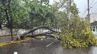Cae enorme árbol en Boca del Río por las lluvias 