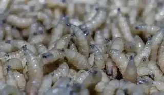 Destacadas
