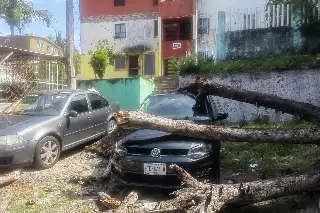 Árbol seco aplasta dos autos en colonia de Veracruz; vecinos dicen que autoridades no responden