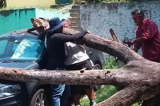 Retiran árbol seco que aplastó autos en Veracruz