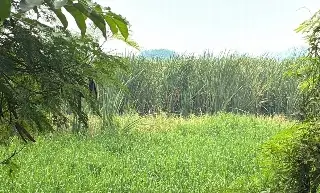 Vecinos piden desazolve de la Laguna Lagartos en Veracruz 