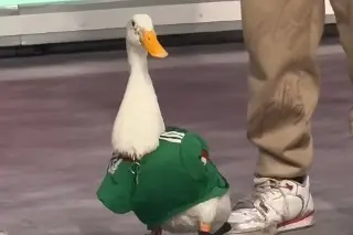 Él es 'Merlín', el pato que ha conquistado a todos en el Mundial